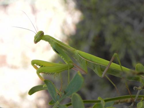 Mantis religiosa