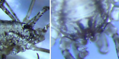 Paroligolophus agrestis