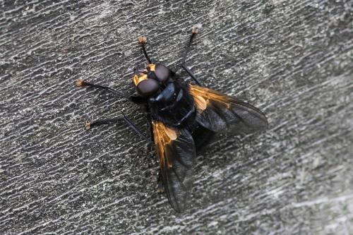 Mesembrina meridiana