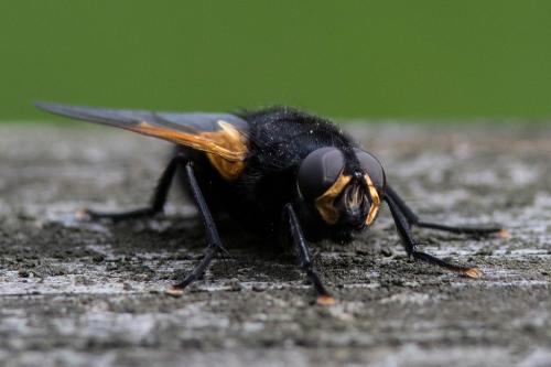 Mesembrina meridiana