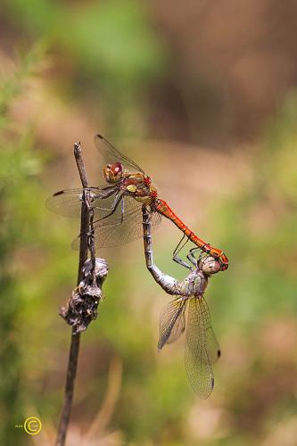Sympetrum striolatum
