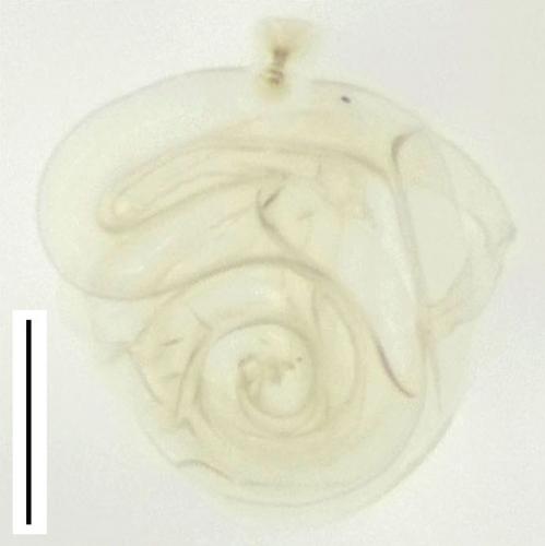 Réf. 149 899 : Micridium halidaii