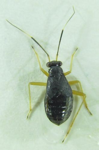 Mecomma pervinius