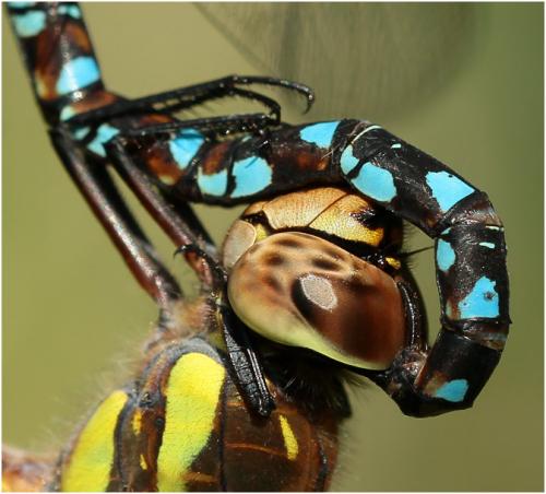 Aeshna mixta