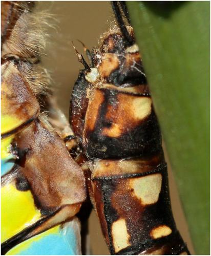 Aeshna mixta