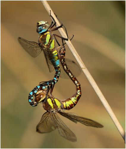 Réf. 149 993 : Aeshna mixta