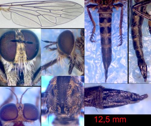 Réf. 149 400 : Neoepitriptus setosulus