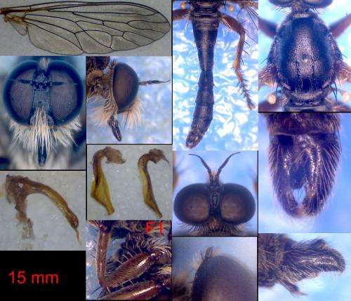 Réf. 149 492 : Neoepitriptus setosulus