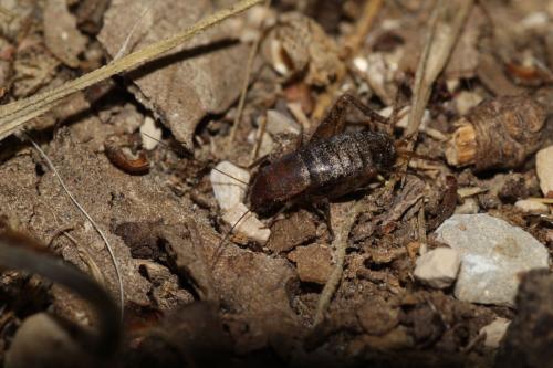 Paramogoplistes novaki