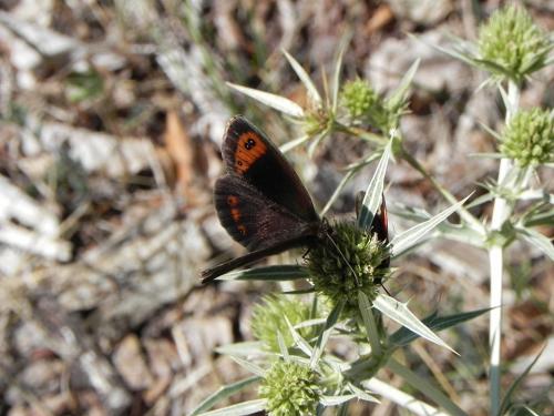 Erebia neoridas