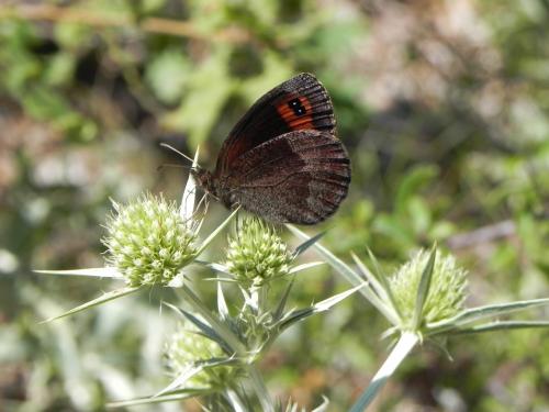 Erebia neoridas