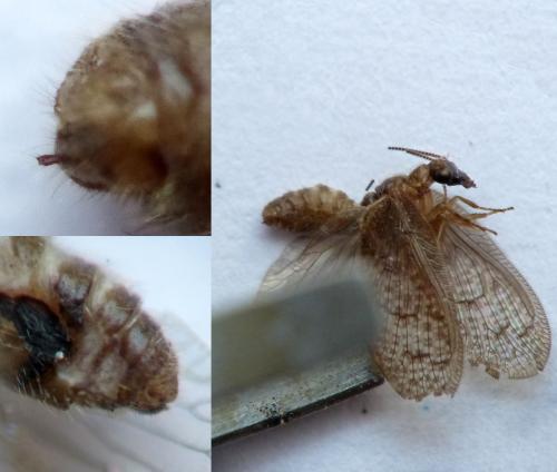 Sympherobius sp.