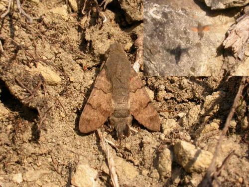 Réf. 149 688 : Macroglossum stellatarum