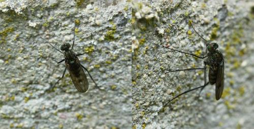 Liancalus virens