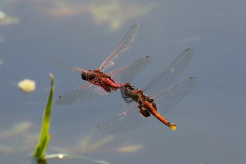 Tramea limbata