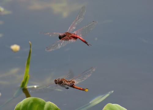 Tramea limbata