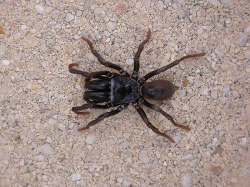 Atypus sp.