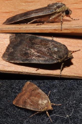 Noctua sp.