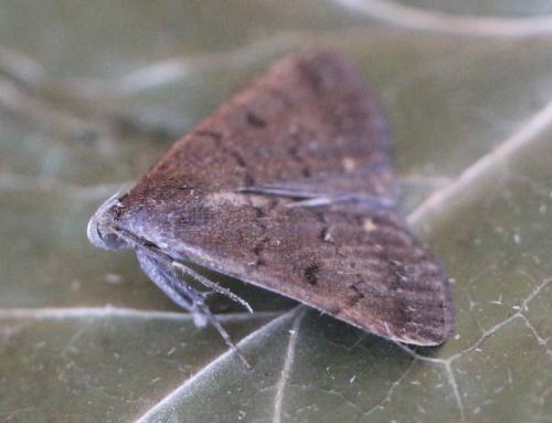 Nodaria nodosalis