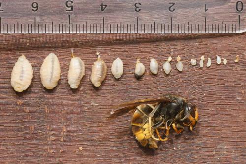 Vespa velutina