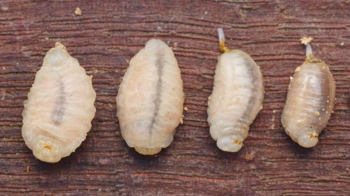 Vespa velutina