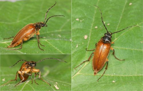 Réf. 149 391 : Cebrio gigas