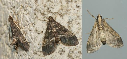 Réf. 149 396 : Duponchelia fovealis