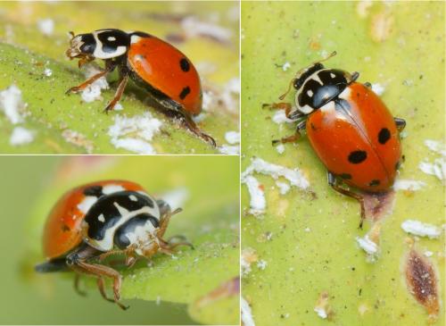 Hippodamia variegata