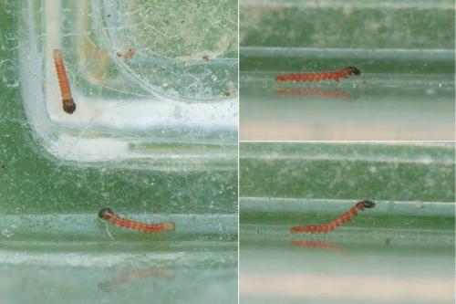 Réf. 149 976 : Duponchelia fovealis