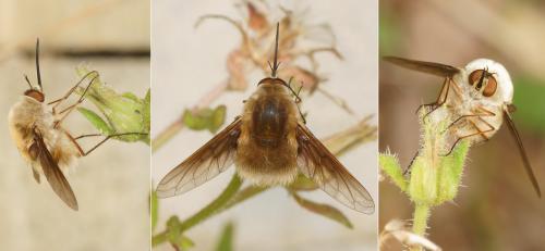 Bombylius sp.