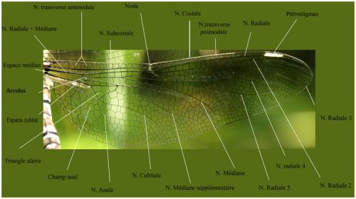Aeshna cyanea