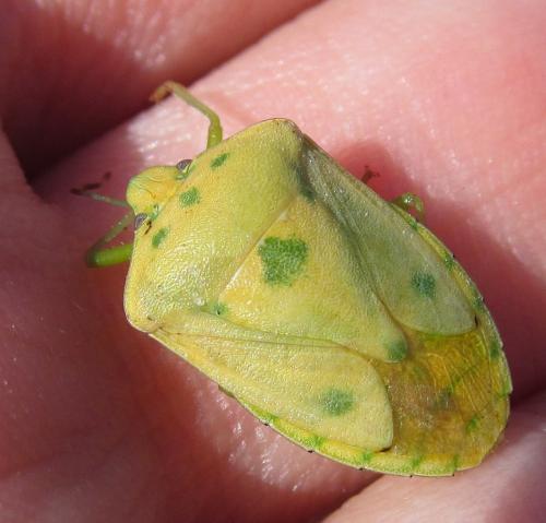 Nezara viridula