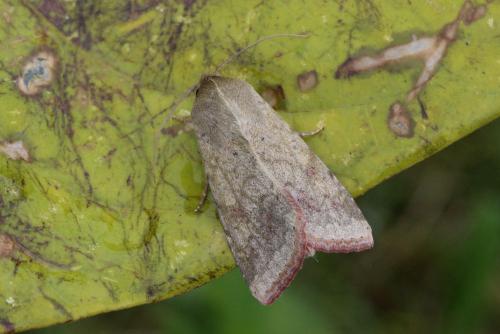Helicoverpa armigera