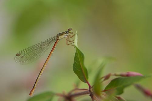 Réf. 149 445 : Ceriagrion tenellum