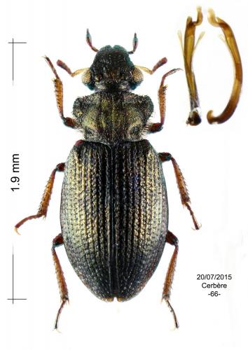 Ochthebius semisericeus
