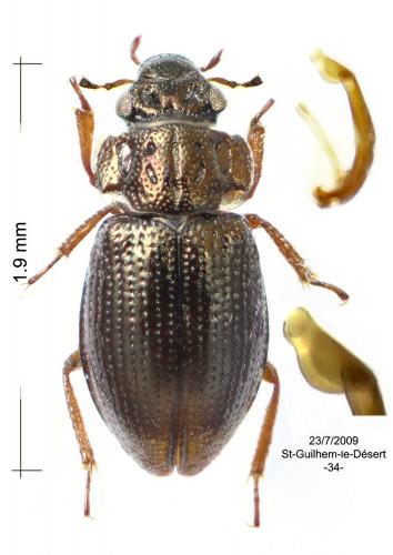 Réf. 149 972 : Ochthebius dilatatus