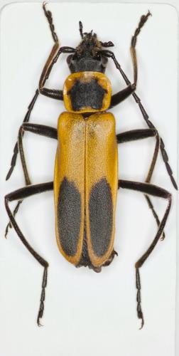 Chauliognathus pensylvanicus