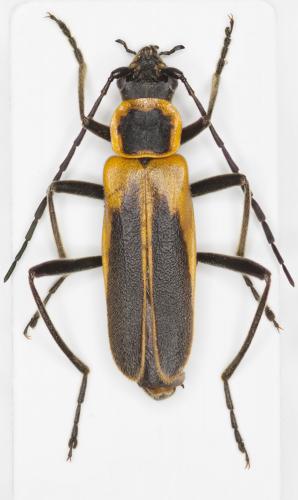 Chauliognathus pensylvanicus