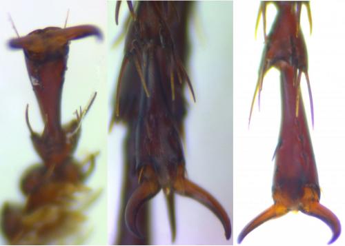 Pterostichus brevipennis
