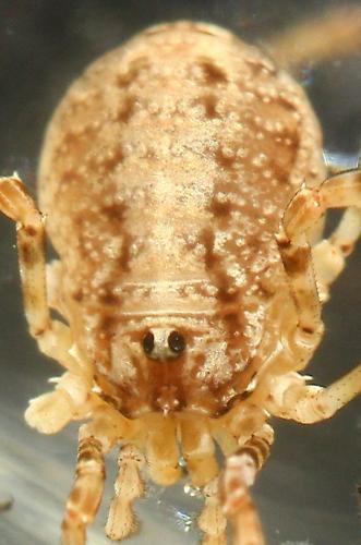 Paroligolophus agrestis