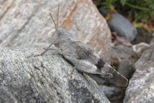 Réf. 149 041 : Oedipoda germanica germanica
