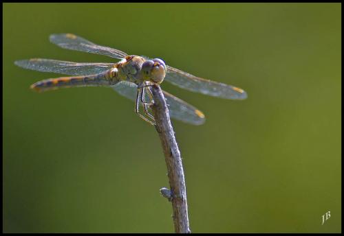Sympetrum striolatum