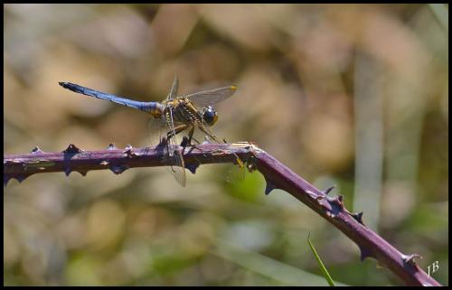 Orthetrum coerulescens