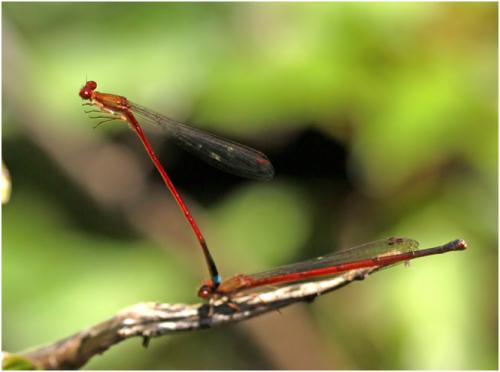 Réf. 149 595 : Oxyagrion santosi