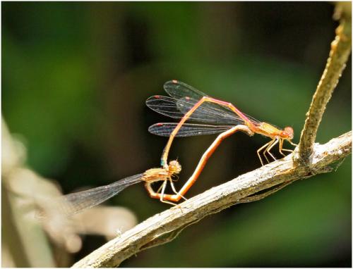 Réf. 149 597 : Oxyagrion santosi