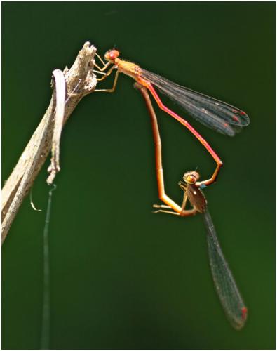 Réf. 149 598 : Oxyagrion santosi