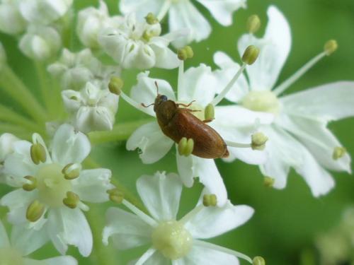 Byturus sp.