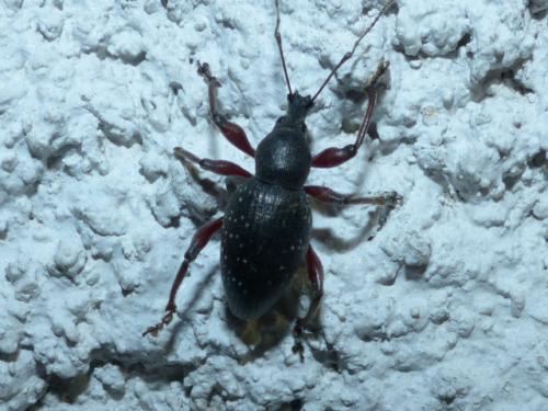 Otiorhynchus tenebricosus