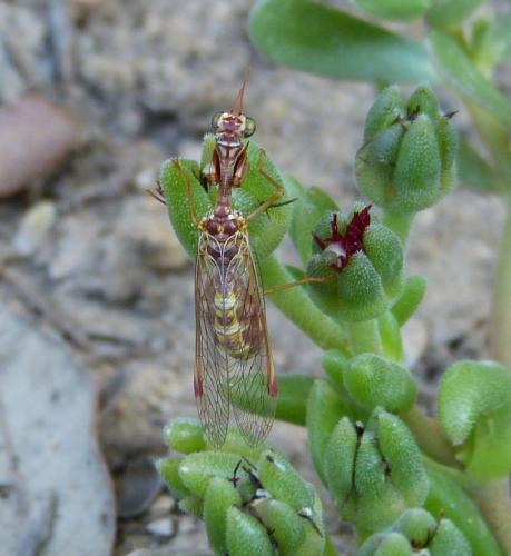 Réf. 149 720 : Mantispa styriaca