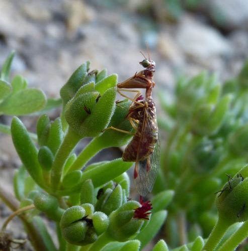 Réf. 149 721 : Mantispa styriaca